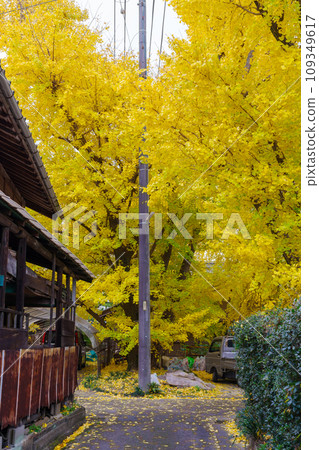 Ginkgo in Sobue Town (Inazawa City, Aichi Prefecture) Ginkgo in Sobue Town (Inazawa City, Aichi Prefecture) 109349617