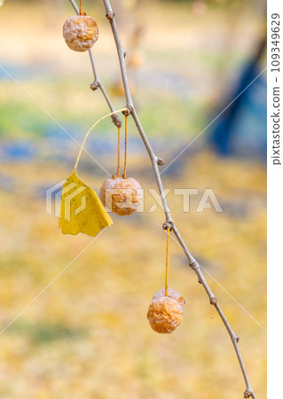 Ginkgo fruit (Sobue-cho, Inazawa City, Aichi Prefecture) Ginkgo fruit (Sobue-cho, Inazawa City, Aichi Prefecture) 109349629