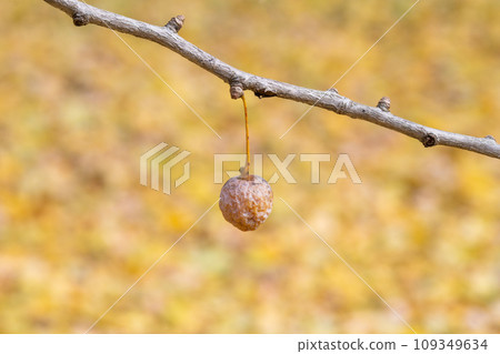 Ginkgo fruit (Sobue-cho, Inazawa City, Aichi Prefecture) Ginkgo fruit (Sobue-cho, Inazawa City, Aichi Prefecture) 109349634