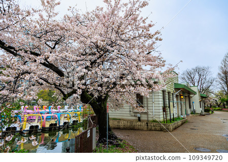 東京台東區上野公園、雨中的不忍池和盛開的櫻花（船碼頭） 109349720