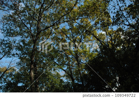 秋天的葉子開始 109349722