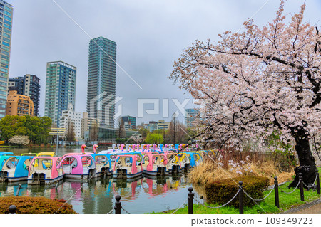 東京台東區上野恩賜公園，雨中的不忍池和盛開的櫻花 109349723