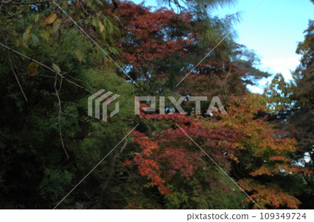 森林被秋天的落葉染紅 109349724