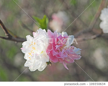 Beautiful flowering tree Genpei peach with white and pink aperture Beautiful flowering tree Genpei peach with white and pink aperture 109350634