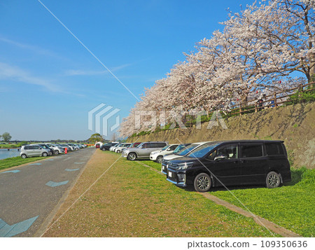 福岡縣直方市Engagawa河床的櫻花和油菜花景觀 109350636