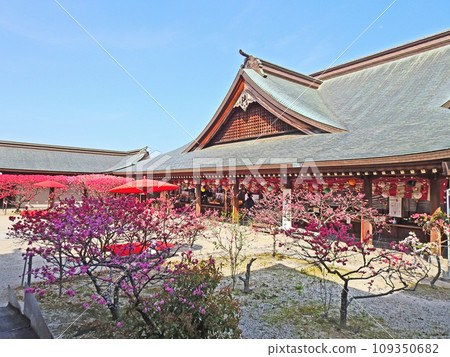 The precincts of Taga Shrine where Kikumomo blooms in Nogata City, Fukuoka Prefecture The precincts of Taga Shrine where Kikumomo blooms in Nogata City, Fukuoka Prefecture 109350682