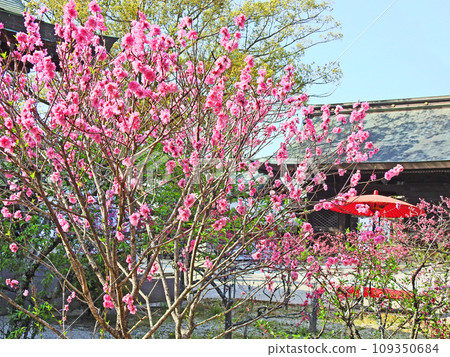 Red umbrella and scarlet chair in the precincts of Taga Shrine where peach blossoms bloom in Nogata City, Fukuoka Prefecture 109350684
