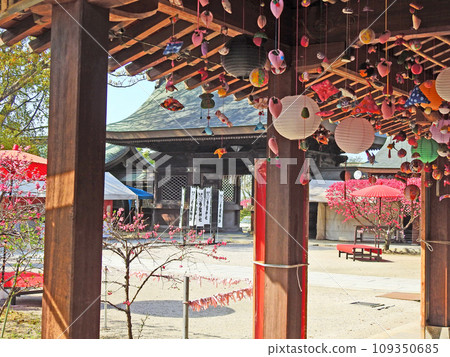 菊桃盛開的福岡縣直方市多賀神社鼠尾草裝飾 菊桃盛開的福岡縣直方市多賀神社鼠尾草裝飾 109350685