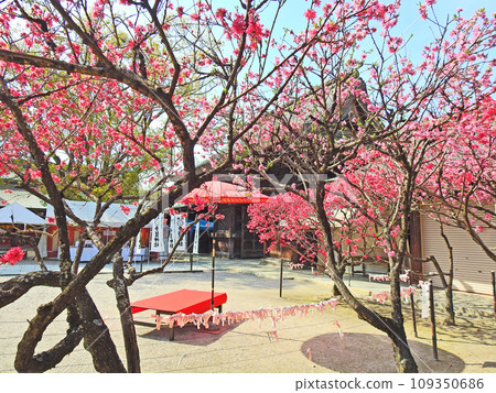 福岡縣直方市桃花盛開的多賀神社境內的紅傘和猩紅色椅子 福岡縣直方市桃花盛開的多賀神社境內的紅傘和猩紅色椅子 109350686