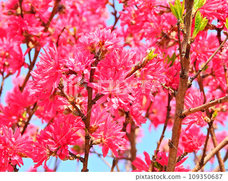 Kikumomo,一種落葉小樹,花瓣薄,像菊花 Kikumomo,一種落葉小樹,花瓣薄,像菊花 109350687