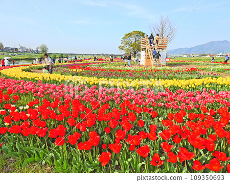 Tulip fields and observatory on the riverbed of the Engagawa River in Nogata City, Fukuoka Prefecture Tulip fields and observatory on the riverbed of the Engagawa River in Nogata City, Fukuoka Prefecture 109350693