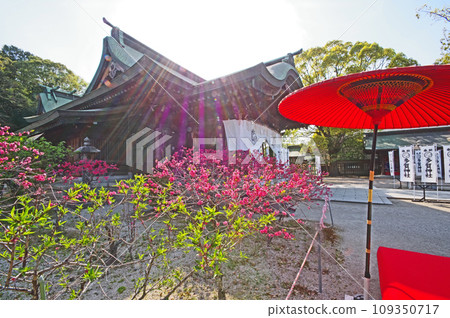 福岡縣直方市桃花盛開的多賀神社境內的紅傘和猩紅色椅子 福岡縣直方市桃花盛開的多賀神社境內的紅傘和猩紅色椅子 109350717