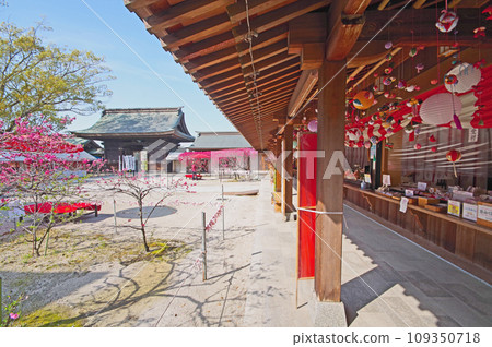 菊桃盛開的福岡縣直方市多賀神社鼠尾草裝飾 109350718