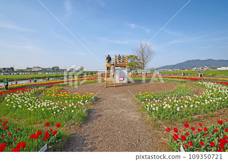 Tulip fields and observatory on the riverbed of the Engagawa River in Nogata City, Fukuoka Prefecture Tulip fields and observatory on the riverbed of the Engagawa River in Nogata City, Fukuoka Prefecture 109350721