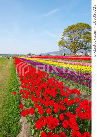 福岡縣野方市利賀川河床鬱金香田 109350725