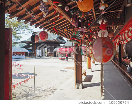菊桃盛開的福岡縣直方市多賀神社鼠尾草裝飾 菊桃盛開的福岡縣直方市多賀神社鼠尾草裝飾 109350754