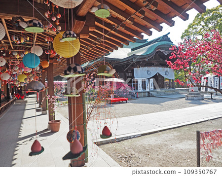 Taga Shrine Sagemon decoration in Nogata City, Fukuoka Prefecture, where Kikumomo blooms 109350767