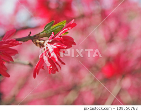 Kikumomo, a deciduous small tree with thin petals that resembles a chrysanthemum 109350768