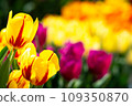 Yellow tulips shining in the sun 109350870