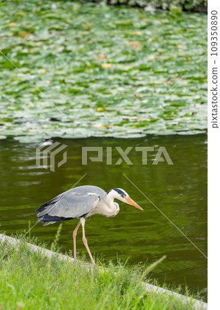 東京水元公園，荷葉和灰鷺的池塘 109350890