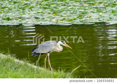 東京水元公園，荷葉和灰鷺的池塘 109350891