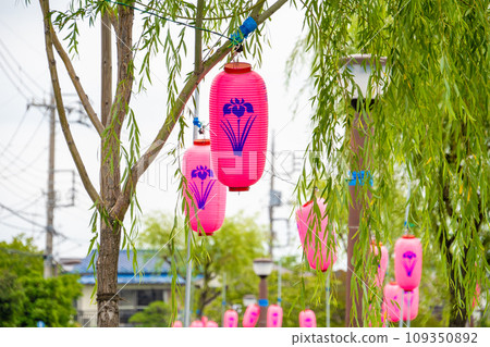 東京水元公園鳶尾花節（六月初） 109350892