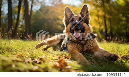 Happy german shepherd dog on green grass with fish eye lens Happy german shepherd dog on green grass with fish eye lens 109351141