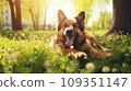 Happy german shepherd dog on green grass with fish eye lens 109351147