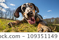 Happy dog on green grass with a fish eye lens 109351149