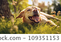 Happy dog on green grass with fish eye lens 109351153