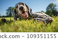 Happy dog on green grass with fish eye lens 109351155