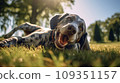 Happy dog on green grass with fish eye lens 109351157