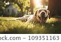 Happy dog on green grass with fish eye lens 109351163