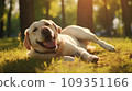 Happy dog on green grass with fish eye lens 109351166