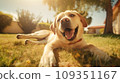 Happy dog on green grass with fish eye lens 109351167
