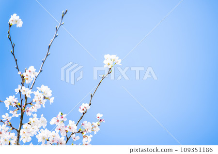 溫柔的春天的櫻花和春天的陽光(旅遊勝地立田自然公園)(熊本市中央區黑上) 溫柔的春天的櫻花和春天的陽光(旅遊勝地立田自然公園)(熊本市中央區黑上) 109351186