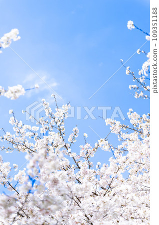 溫柔的春天的櫻花和春天的陽光(旅遊勝地立田自然公園)(熊本市中央區黑上) 溫柔的春天的櫻花和春天的陽光(旅遊勝地立田自然公園)(熊本市中央區黑上) 109351188