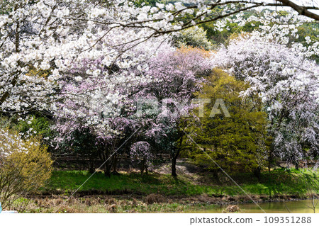 Cherry blossoms that shine in the bright spring season (Tourist spot Tatsuta Nature Park) (Kurokami, Chuo Ward, Kumamoto City) Cherry blossoms that shine in the bright spring season (Tourist spot Tatsuta Nature Park) (Kurokami, Chuo Ward, Kumamoto City) 109351288
