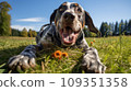 Happy dog on green grass with fish eye lens 109351358