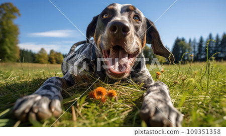 Happy dog on green grass with fish eye lens Happy dog on green grass with fish eye lens 109351358