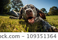 Happy dog on green grass with fish eye lens 109351364