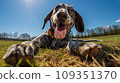 Happy dog on green grass with fish eye lens 109351370
