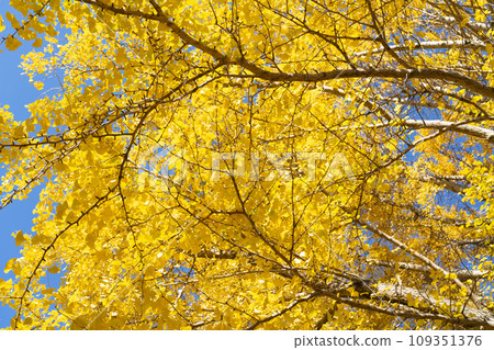 Ginkgo biloba Ginkgo biloba 109351376