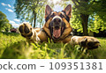 Happy german shepherd dog on green grass with a fish eye lens 109351381
