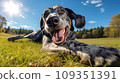 Happy dog on green grass with fish eye lens 109351391