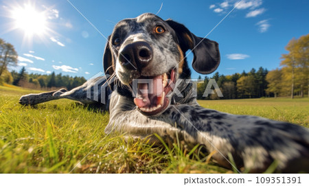 Happy dog on green grass with fish eye lens 109351391