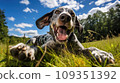 Happy dog on green grass with fish eye lens 109351392