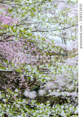春光明媚的櫻花（旅遊勝地立田自然公園）（熊本市中央區黑上） 109351650