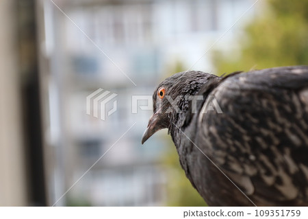Pigeon extreme closeup portrait, summer atmosphere, pigeons head, summer lights, Dove closeup portrait, bird on the window, sunny day, pigeon beautiful portrait, pigeons eyes in macro 109351759