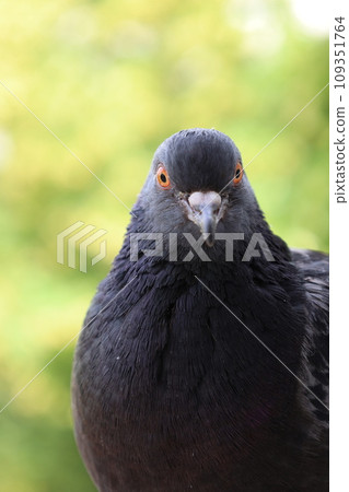 Pigeon extreme closeup portrait, summer atmosphere, pigeons head, summer lights, Dove closeup portrait, bird on the window, sunny day, pigeon beautiful portrait, pigeons eyes in macro 109351764